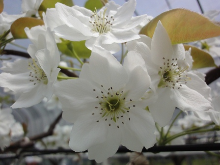 梨の花